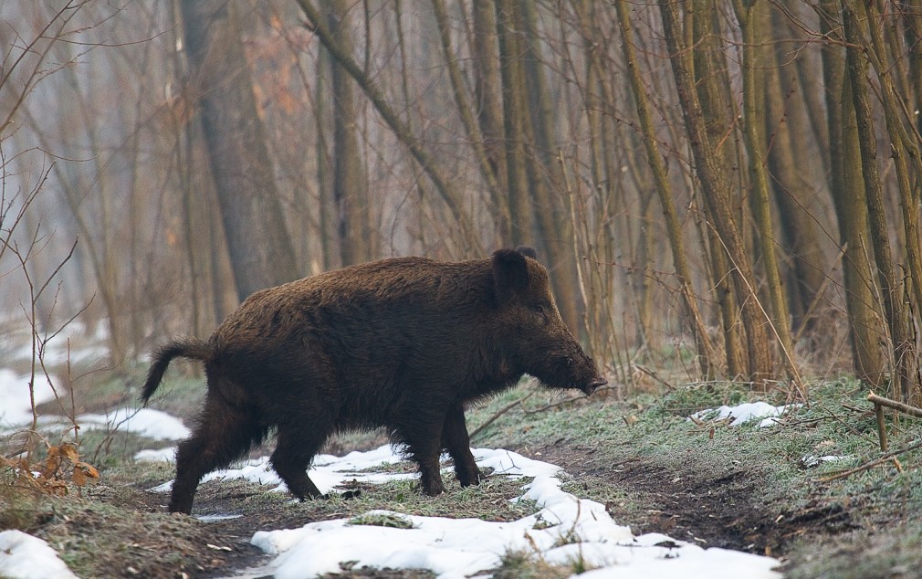 Femeie și bărbat mușcați de un porc mistreț