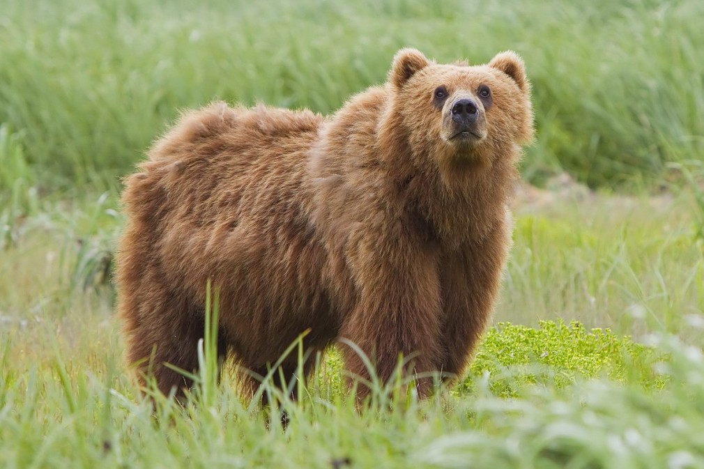 O fetiţă de patru ani şi un băieţel de trei ani, răniţi de un urs în judeţul Braşov