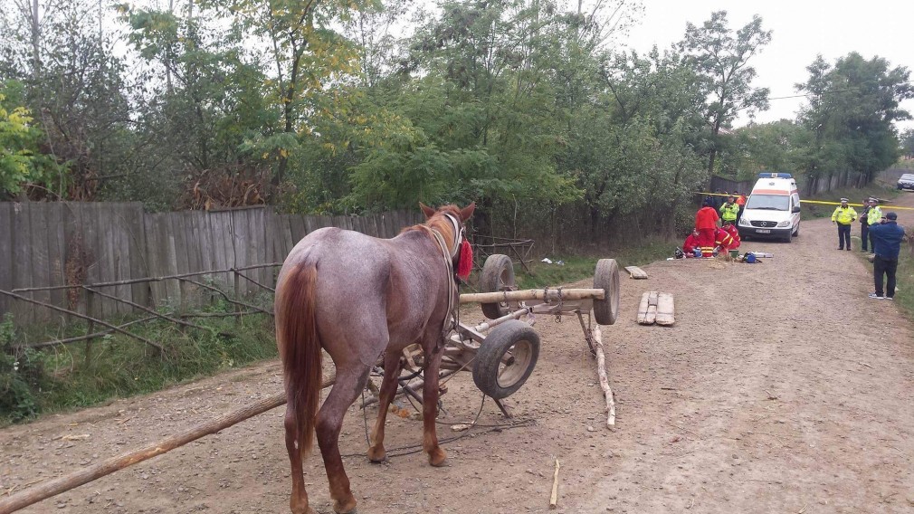 Opt răniți în accident de căruță