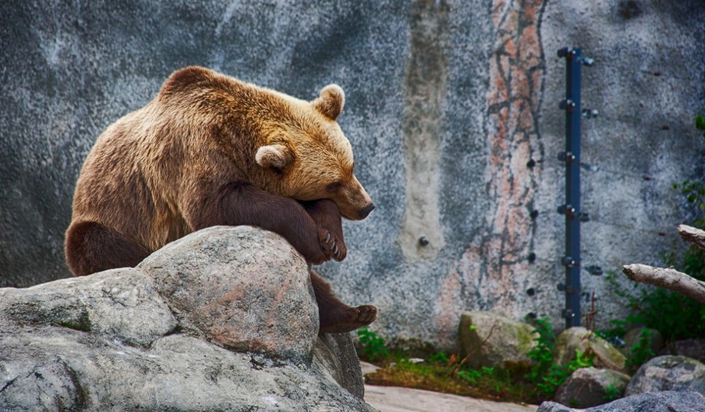 Relocarea unui urs oprită pentru că animalul nu avea domiciliu pe buletin